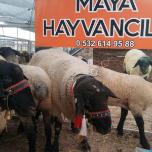 MayaHayvancilik 236